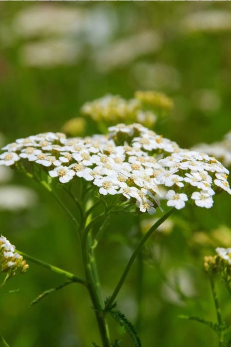 Yarrow Painting, White Yarrow, Yarrow Plant, Yarrow Flower, Outreach Program, Pink Yarrow, Bird Nests, Achillea Millefolium, Birth Flower Tattoos