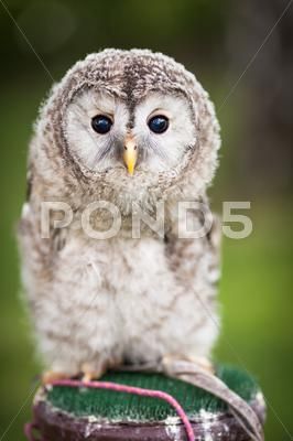 Nocturnal Birds, Tawny Owl, Burrowing Owl, Barred Owl, Owl Photos, Owl Pictures, Beautiful Owl, Owl Tattoo, Owl Bird