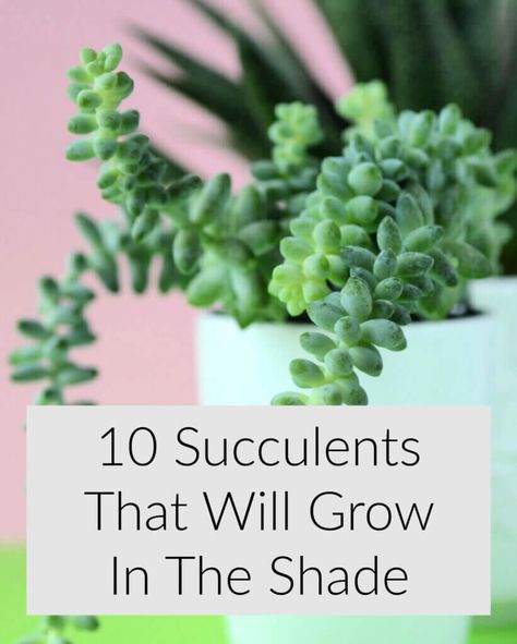 10 Succulents That Will Grow In The Shade · Cozy Little House Low Maintenance Succulents, Succulents That Dont Need Sun, Succulents For Shaded Areas, Cute Planters Diy, Succulents Garden Outdoor Ideas, Low Light Succulents Indoor, Shade Succulents Outdoor, Potted Succulents Outdoor, Shade Succulents