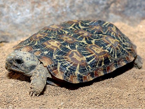 Pancake tortoise (Malacochersus tornieri) Pancake Tortoise, Turtle Care, Russian Tortoise, Baby Tortoise, Desert Tortoise, Giant Tortoise, Tortoise Turtle, Turtle Love, Young Animal