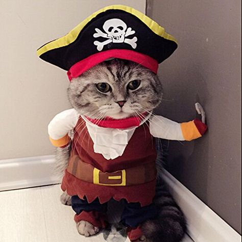 25 Cat Costumes for Halloween | Budget Earth Funny Cat Clothes, Cat Christmas Costumes, Pirate Dog, Pirate Cat, Cat Halloween Costume, Cat Costume, Kitty Party, Up Party, Pirate Costume