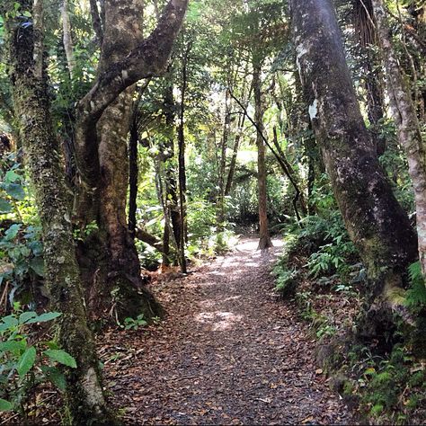 Walks Outside Aesthetic, Outdoor Walking Aesthetic, Outdoor Aesthetic Walk, Bush Walk, Bush Walking, Bush Walk Aesthetic, Forest Walk Aesthetic, Morning Running, Walking In Nature