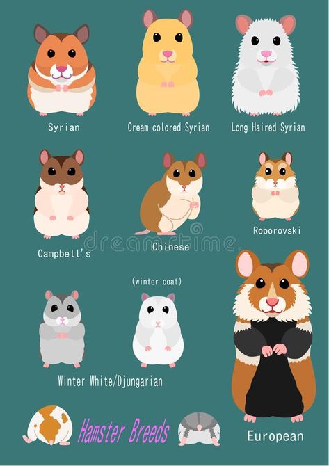 Collection Of Hamster Breeds Stock Vector - Illustration of face, animal: 135389838 Types Of Hamsters, Kandang Hamster, Robo Hamster, Hamster Breeds, Bear Hamster, Hamsters As Pets, Hamster Names, Hamster Life, Hamster Habitat