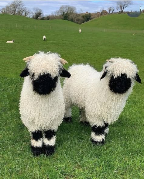 Black Nose Sheep, Blacknose Sheep, Valais Blacknose, Valais Blacknose Sheep, Mini Farm, Cute Sheep, Pretty Animals, Black Sheep, Farm Life