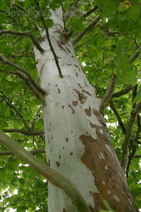 Sycamore - "The sycamore is full of drinkable sap, read water when you need it." Tap like a maple. "If the tree has single seed pod, it is the sycamore. If there are two seed pods together, it’s a London planetree. If there are 3-5 seed pods, it is an Oriental planetree which has the seed pods hanging like beads. Those seed pods when dry have a coating of tiny hairs and can irritate air passages, so handle them carefully. However, that same hair makes excellent tinder." Fast Growing Shade Trees, Trees For Front Yard, No Respect, Painted Ponies, Natural Waterfalls, Plane Tree, White Branches, Painting Trees, Sycamore Tree