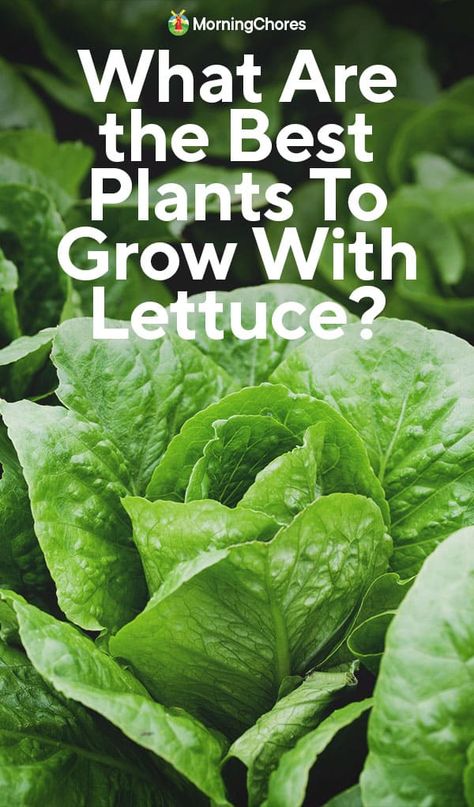 Strawberry Companion Plants, Planting Lettuce, Garden Improvement, Companion Gardening, Garden Companion Planting, Growing Lettuce, Bean Plant, Companion Plants, Growing Veggies