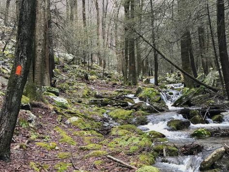 8 Best Backpacking Trails in Pennsylvania - Midstate Trail Tropical Love, Backpacking Trails, Backpacking Travel, The 8, Hiking Trails, Travel Usa, Travel Art, Backpacking, Outdoor Wedding