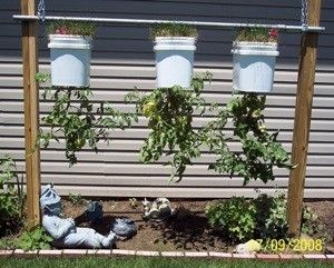 Upside Down Tomato Planter, Hanging Tomato Plants, Vertical Container Gardening, Growing Tomato, Tomato Planter, Growing Tomato Plants, Tomato Farming, Bucket Gardening, Frame Work