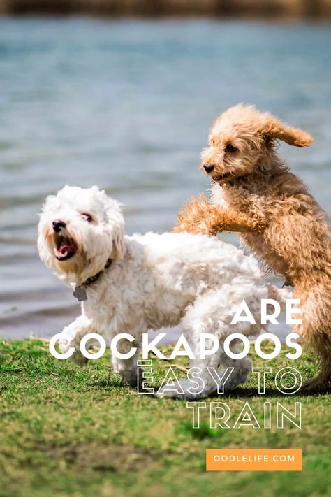 Are Cockapoos Easy To Train? 6 Tips For FAST Cockapoo House Training Cockapoo Grooming, Puppy Training Schedule, Puppy House, Cockapoo Puppies, Dog Games, Doodle Dog, Toilet Training, Training Your Puppy, Obedience Training