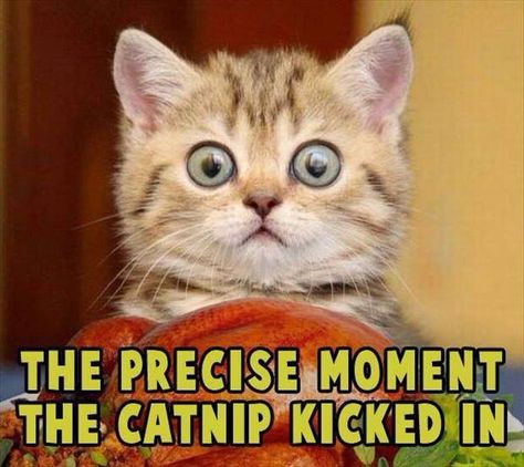 Heehee Thanksgiving Cat, Ragdoll Kittens, Gatto Carino, Söt Katt, Ragdoll Kitten, Cute Kitten Gif, Kitten Pictures, Kittens Funny, Funny Cat Pictures