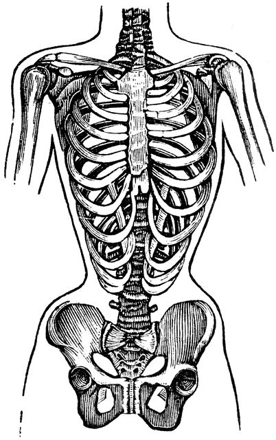 Deformed Chest Human Chest Anatomy, Opening Chest Drawing, Open Chest Drawing, Chest Skeleton, Chest Anotamy, Chest Binder Drawing, Chest Dysphoria Art, Human Drawing, Polynesian Tattoo