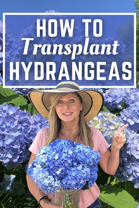 Learn How to Transplant Hydrangeas in your garde . Transplanting hydrangeas is easy to do as part of you garden planning tasks. When To Transplant Hydrangeas, How To Transplant Hydrangeas, Transplanting Hydrangeas, Hydrangea Landscaping, Large Hydrangea, Smooth Hydrangea, Hydrangea Bush, Outdoor Decorating Ideas, Oakleaf Hydrangea