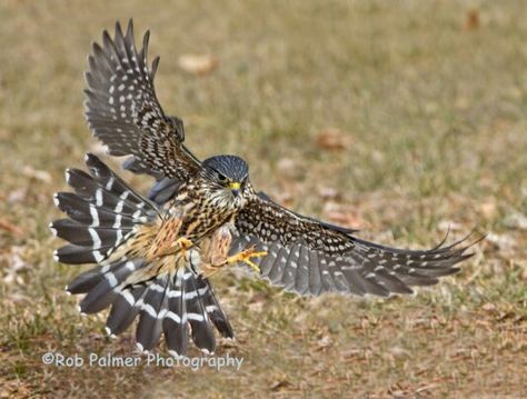 Black merlin Merlin Bird, Phoenix Marvel, Reference Pictures, Bird Drawings, Birds Of Prey, Cute Little Animals, Beautiful Birds, Animal Photography, Eagles