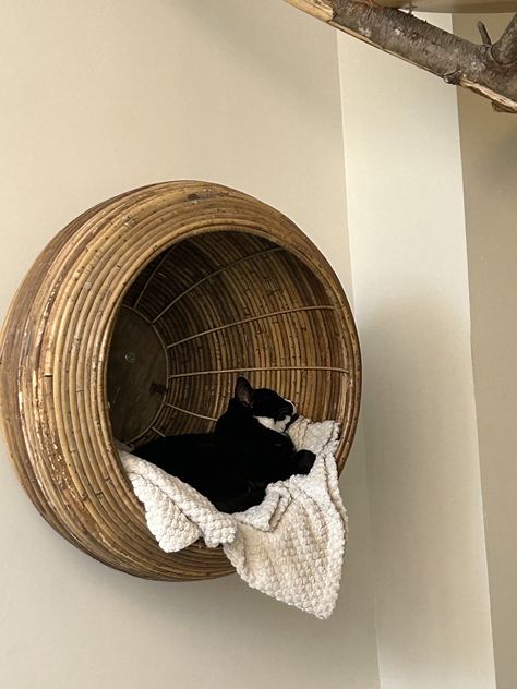 Floating Cat Bed, Kitten Home Ideas, Cat Set Up In Bedroom, Cat Hideaway Diy, Cat Bed Diy, Diy Cat Furniture, Hanging Cat Bed, Cat Patio, Cat Wall Furniture