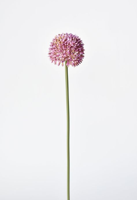 Brighten up your interiors with this beautiful 17.5" Faux Lavender Allium Stem! Uniquely crafted with globe shaped blooms made up of tiny flowers, it instantly adds a touch of sophistication and charm to any room. Enjoy the lush, vibrant look of real flowers with none of the hassle! Details: - Total Length of Stem from Top to Bottom: 17.5"- Splits 15" from the bottom of stem- Number and Size of Blooms: 1 bloom @ 2.5"- 1 stem seen in primary photo.- Sold by the stem- Is the item considered “real Alium Flower, Allium Flower, Allium Flowers, Porch Pots, Stem Flowers, Colorful Arrangements, Fall Stem, Photography Reference, Nature Elements