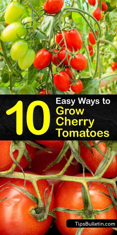 Learn how to grow-cherry-tomatoes at home in a container or garden, and ways to care for your plants for a bountiful harvest. These plants are easy to grow as long as you use rich potting soil and a tomato cage, and fertilize them after planting. #howto #grow #cherry #tomatoes Grow Cherry Tomatoes, How To Grow Cherries, Growing Cherry Tomatoes, Cherry Tomato Plant, Tips For Growing Tomatoes, Vegetable Benefits, Tomato Seedlings, Growing Vines, Sun Garden