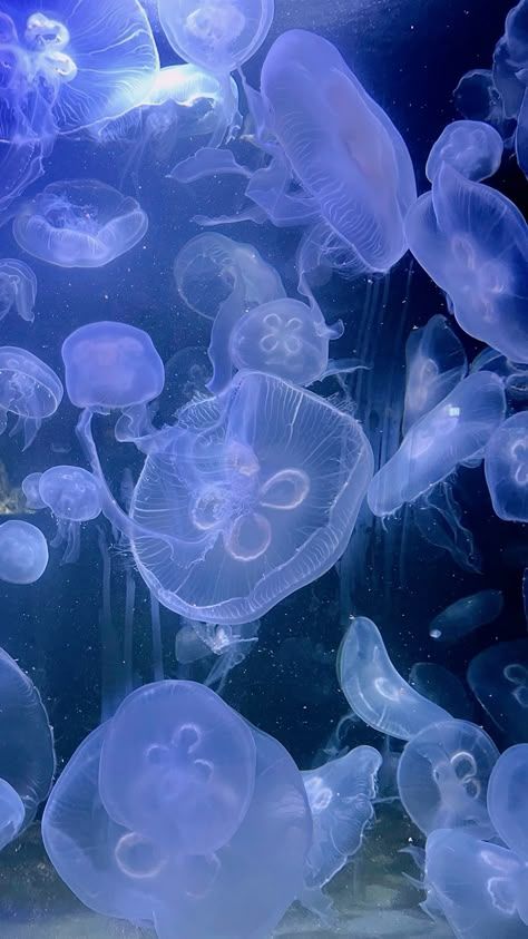 Pretty Jellyfish, Jellyfish Pictures, Jellyfish Photography, Moon Jellyfish, Sea Jellies, Jellyfish Painting, Colorful Jellyfish, Princess Jellyfish, Whole Fish