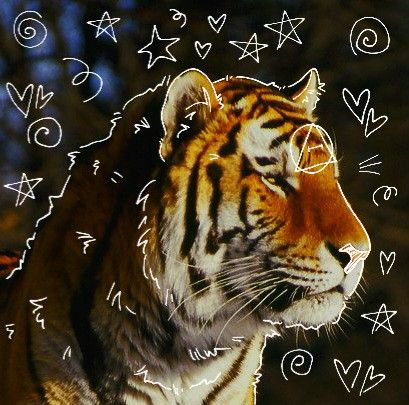 Tiger Therian, What Animal Are You, Tiger Pictures, Maybe In Another Life, Siberian Tiger, Bengal Tiger, In Another Life, Please Do, Big Cats