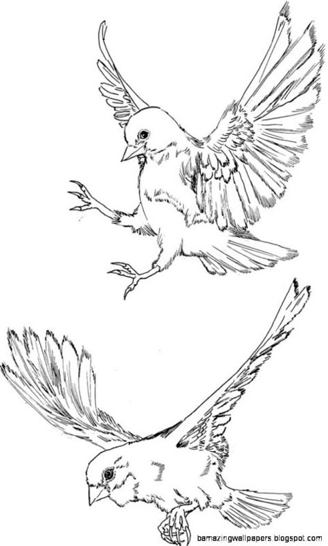 Flying Bird Drawing | Free Download Clip Art | Free Clip Art | on ... Flying Finch Tattoo, Flying Bird Drawing, Fly Drawing, Bird Sketch, Bird Drawing, Flying Bird, Finches, Sparrows, Ink Sketch