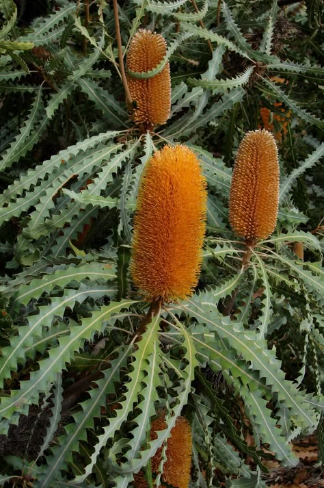 Native Flowers Australia, Banksia Leaves, Australia Plants, Banksia Flower, Australian Trees, Australian Native Garden, Australian Wildflowers, Strange Flowers, Australian Natives