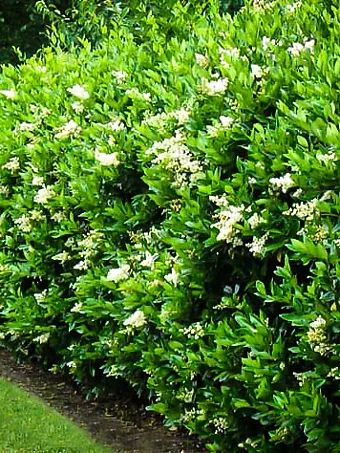 Laurel Bush, Laurel Shrub, Privet Hedge, Small Space Ideas, Laurel Hedge, Garden Hedges, Urban Gardens, Privacy Landscaping, Front Garden Design