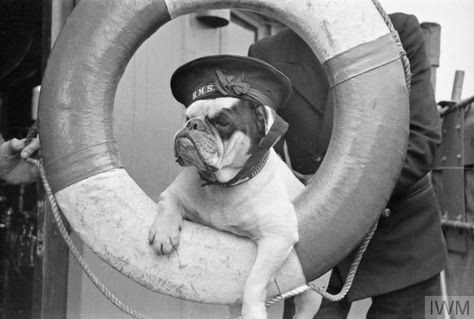 A NAVAL MASCOT ABOARD THE BRITISH DESTROYER VANSITTART. 1941. Bulldog Names, Baggy Bulldogs, Olde English Bulldogge, Bulldog Mascot, Bulldog Pics, Vintage Sailor, River Otter, British Bulldog, Vintage Dog