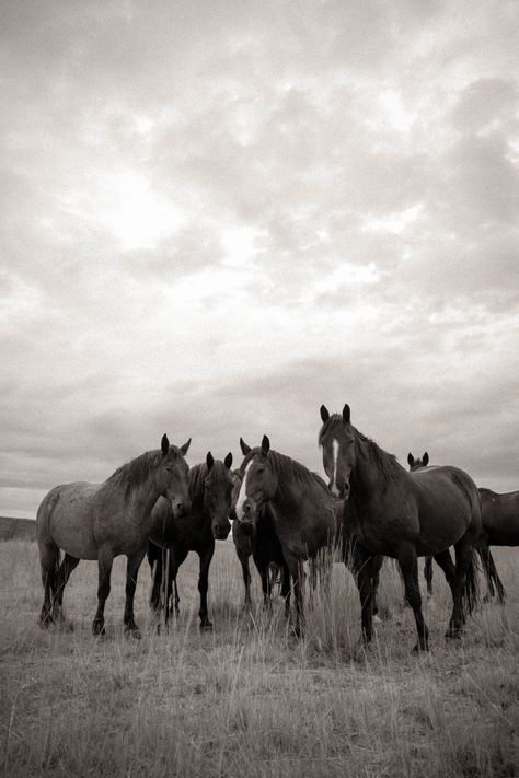 Western Gallery - Alex Callaghan Photography Western Pictures For Wall Collage, Country Wall Collage, Backgrounds Country, Western Aesthetic Wallpaper, Cowgirls Boots, Western Photography, Country Music Quotes, Western Lifestyle, All The Pretty Horses