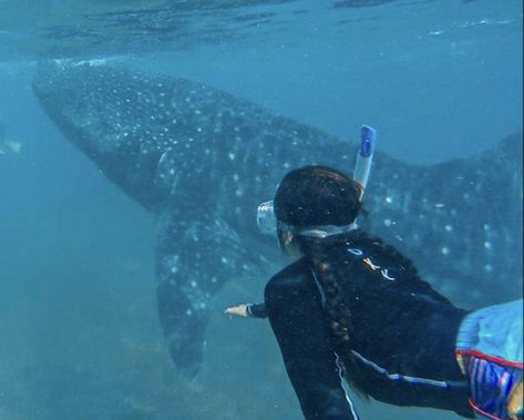 Snorkelling with Whale sharks in Oslob, Philippines 2017 Cebu Whale Sharks, Oslob Cebu Whale Sharks, Whale Shark Swimming, Shark Snorkeling, Greenland Shark, Bahamas Shark Swimming, Puerto Princesa, Swimming With Whale Sharks, Whale Sharks