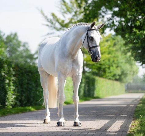 Kwpn Horse, Horse Reference Photos, Aesthetic Horses, Gray Horses, Horses Aesthetic, Horse Projects, English Horses, Dutch Warmblood, Stud Farm