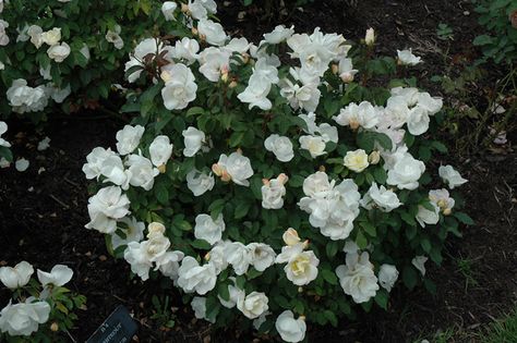 White Knockout Roses, Roses In Landscaping, Knockout Roses In Landscaping, Knockout Roses, Backyard Plan, Farm Nursery, Shrub Roses, Outdoor Pots, Perennial Garden