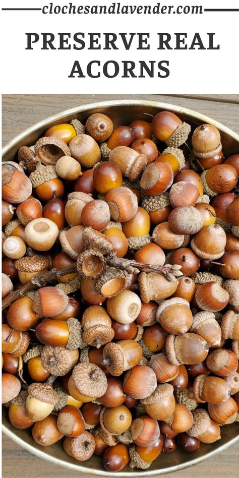 Preserving Acorns For Crafts, How To Clean And Preserve Acorns, What To Do With Fallen Acorns, How To Preserve Acorns For Crafts, Things To Do With Acorns Craft Ideas, Crafts Using Real Acorns, How To Preserve Acorns, Acorn Table Decorations, How To Decorate With Acorns