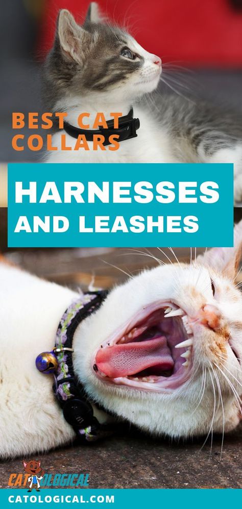 Check out the safest and most comfortable leashes, collars and harnesses we could find with this informative and fun article on the best cat accessories on the market for walking your feline or just suiting them up with a collar that fits their fabulous personality. Who knew there was so much to know?! #cats #kittens #cat #catlover #catcare #cute #pets #Bestcatharness #Topcatcollar #Popularcatleashes Training A Cat, Best Cat Harness, Help Cat, Cat Supplies List, Kitten Clothes, Kitten Training, Cats Accessories, Cat Toilet Training, Things For Cats