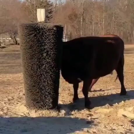 How happy this cow is about their new scratching post Animal Planet Toys, Street Sweeper, Happy Cow, Animal Antics, Scratching Post, Cute Cows, Happy Animals, Sweet Animals, Animal Planet