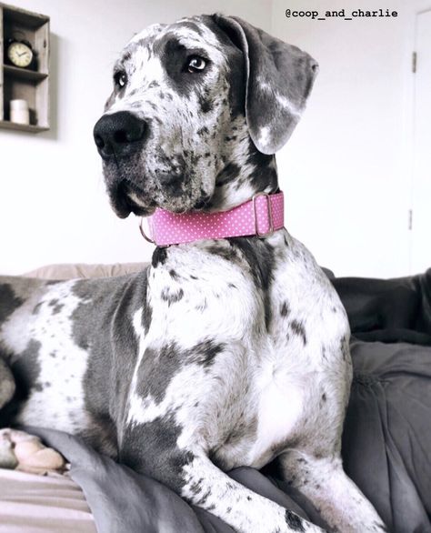 Harlequin Great Dane Grey Great Dane Puppy, Grey Great Dane, Cute Great Dane, Blue Harlequin Great Dane, Harlequin Great Dane Puppy, Lilac Great Dane, Blue Merle Great Dane, Great Dane Harlequin, Great Dane Names