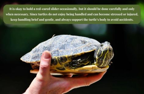 Red-Eared Slider Habitat Setup: A Pet Owner's Guide - Living with Turtle Red Eared Slider, Pet Owners, Habitat, Sliders, Pet, Red