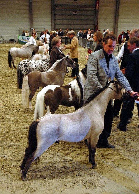 Their height is usually less than 34–38 inches (86–97 cm) Miniature Horses For Sale, Miniature Ponies, Tiny Horses, Mini Pony, Show Horse, Mini Horse, Baby Horses, Majestic Horse, Miniature Horse