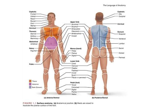 Anatomy Terminology Anatomy Terminology, Ear Reflexology, Basic Anatomy, Basic Anatomy And Physiology, Medical Student Study, Study Flashcards, Human Body Anatomy, Lower Limb, Human Anatomy And Physiology