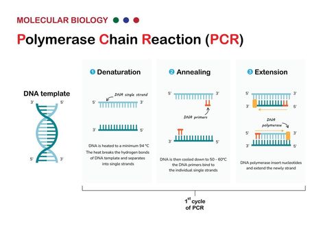 Pcr Technique, Dna Extraction, Polymerase Chain Reaction, Dna Polymerase, Next Generation Sequencing, Genetic Engineering, Biology Notes, Chain Reaction, Molecular Biology