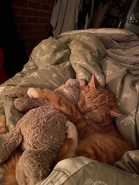 Bed Sleeping Aesthetic, Cat Cuddle Aesthetic, Calm Love Aesthetic, Sleeping In Bed Aesthetic, Cat Sleeping Aesthetic, Cat Sleeping In Bed, Sleep Core, Cute Cats Sleeping, Cats Sleeping Together