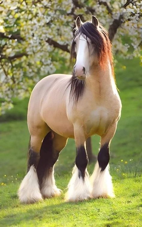 Big Horse Breeds, Rare Horses, Majestic Horses, Cute Horse Pictures, Beautiful Horse Pictures, Clydesdale Horses, Gorgeous Horses, Big Horses, Most Beautiful Horses