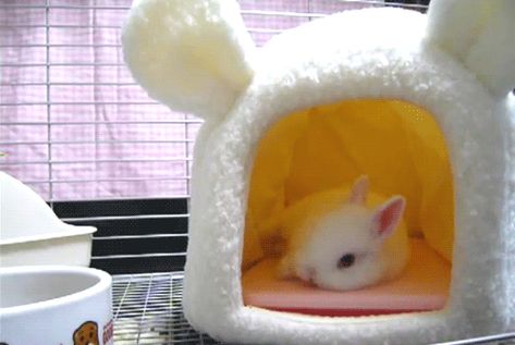 Bunny Cages, Bunny Stuff, Love Bunnies, A Hamster, Some Bunny Loves You, Rabbit Care, Bunny House, Bun Bun, House Rabbit