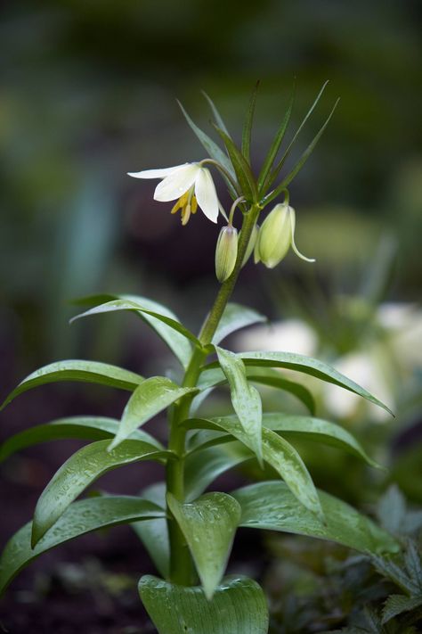 Fritillaria Raddeana, Cotswolds House, Cotswold Garden, Daffodils Planting, Flowers House, Plant Shopping, Taxus Baccata, Flower Business, Forest Garden