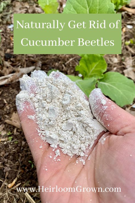 Cucumber beetles can devistate your plants. Learn these harmless (to you) and natural cucumber beetle tatics to keep them at bay. Cucumber Beetles How To Get Rid Of, Growing Cucumbers Vertically, Heirloom Gardening, Cucumber Beetles, Natural Pesticides, Herb Containers, Cucumber Plant, Bean Plant, Stink Bugs