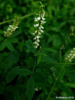 Sweet Clover Melilot Herbal Use and Toxicity Cold Sore Relief, Sweet Clover, Herbs List, Herbal Salves, Herbal Plants, Clover Flower, Wildflower Bouquet, Flower Spike, Aromatic Herbs