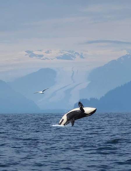 Kenai Fjords National Park • Visit Seward Alaska Whales In Alaska, Inside Passage Alaska, Alaska Travel Aesthetic, Alaska In June, Alaska Seward, Alaska Aesthetic, Kenai Alaska, Alaska Summer, Alaska National Parks