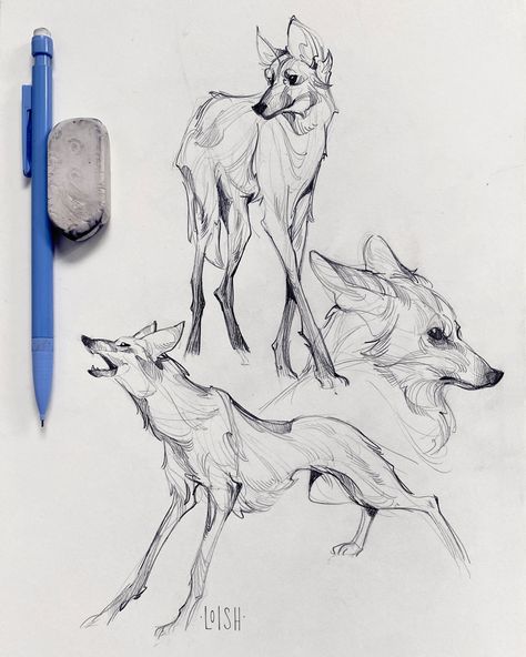 Loish on Twitter: "True!… " Coyote Drawing, Wolf Sketch, Maned Wolf, Canine Art, Wolf Drawing, What To Draw, My Sketchbook, Animal Sketches, Wolf Art