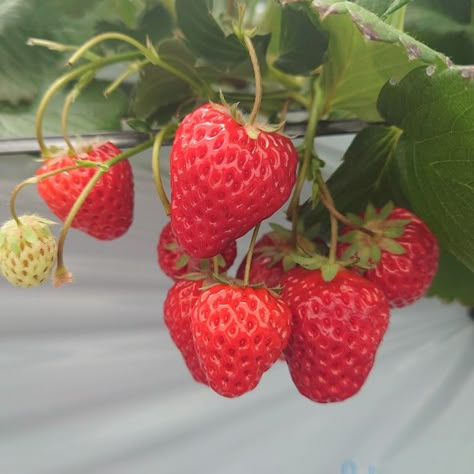 beautiful love strawberry forever.beautiful sweet delicious strawberry. Strawberry Pictures Aesthetic, Strawberry Reference Photo, Strawberries Reference, Fruity Drawings, Art Reference Photos Aesthetic Nature, Strawberry Fruit Aesthetic, Strawberry Reference, Strawberry Art Aesthetic, Fruit References