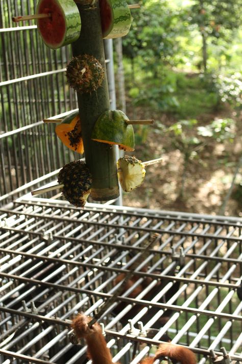 Skewer fruit and veg off of a piece of bamboo. Maybe stuff the bamboo with fibres and seed too? Raccoon Enrichment, Skewer Fruit, Bear Enrichment, Bird Enrichment, Primate Enrichment, Diy Parrot Toys, Enrichment Projects, Animal Enrichment, Parrot Food