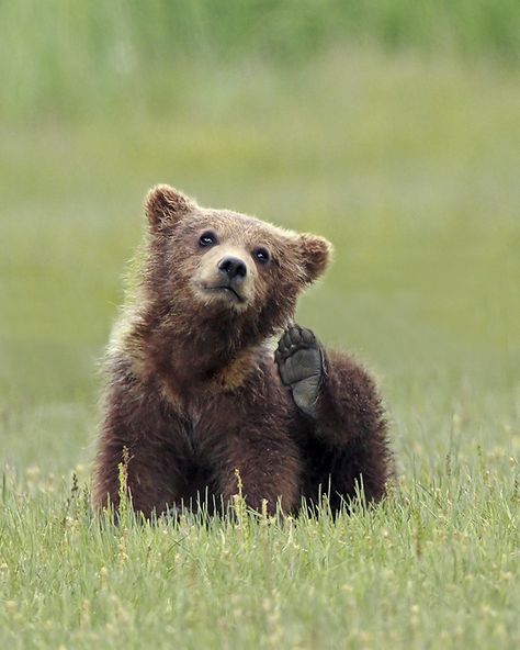 Flea Bag by Mike  Tracy on 500px Flea Bag, Grizzly Bear Cub, Grizzly Bears, Baby Bears, Brown Bears, Black Bears, Bear Hugs, Bear Pictures, Bear Cub