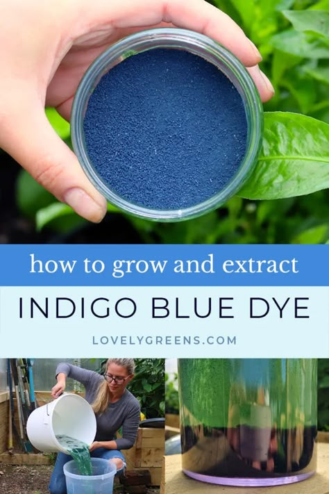 Dye Garden, How To Make Indigo Color Paint, Japanese Indigo Plant, Indigo Dyeing, Natural Pigments, Growing Indigo, Foraging For Natural Dyes, Indigo Powder For Hair, Natural Blue Dye For Fabric